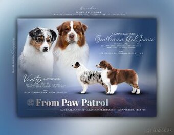 Austrálsky ovčiak s PP - 2