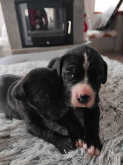 Cane Corso Šteniatka bez PP - 2