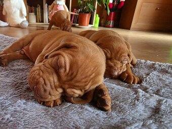 Maďarské "vizsla" šteniatká - 2