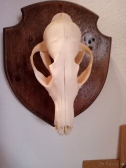 Koncim s polovnictvom - 2