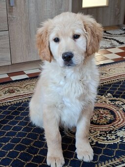 Zlaty retriever - 2