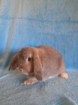 predám zakrslé králiky - 2