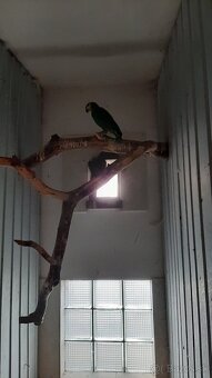 Amazoňan Oranžovokrídly - 2