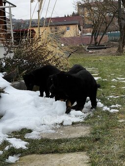 Nemecký ovčiak šteniatka - 2