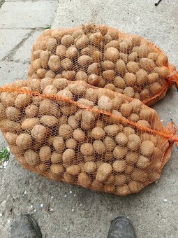 Predám sadbove zemiaky - 2