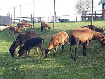 Predám  kamerunske ovce - 2