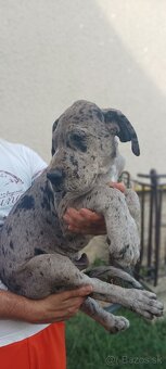 Nemecká doga - 2