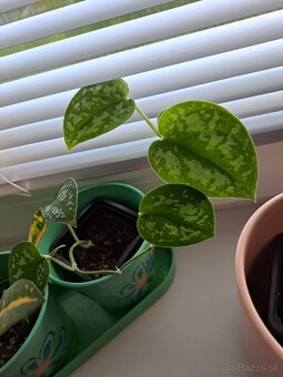 Rastliny Episcia, Budleja, ...odber Bratislava - 2