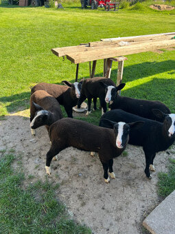 Zwartbles - 2