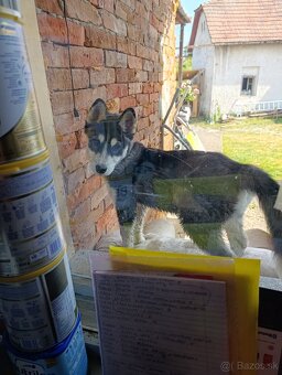 Sibírsky Husky - 2