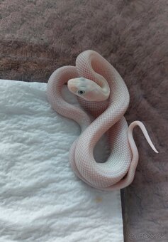 Pantherophis Obsoletus leucistic - 2