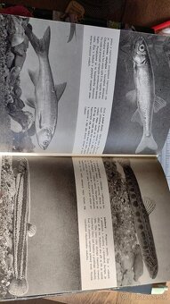 Veľký obrazový atlas zvierat - 2