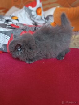 Britske maciatka - 2