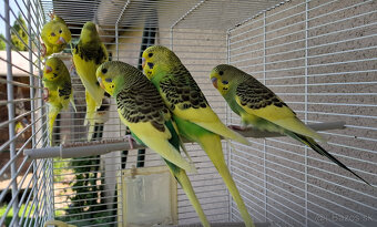 Ponukam na predaj mlade andulky.5e za jednu. - 2