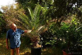 Predám palmu - 2