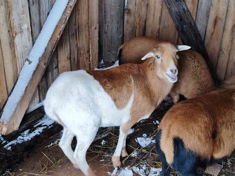 Kamerunská ovca - 2