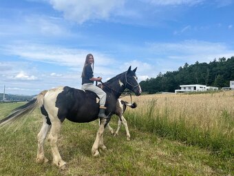 Kobylka do Rodiny hledá super Parťáka - 2