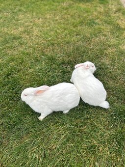 Zajac nitriansky samica - 2