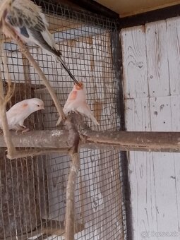 Predám Kanariky červená mozaika - 2