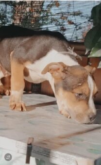 Americky stafordsirski teriér - 2