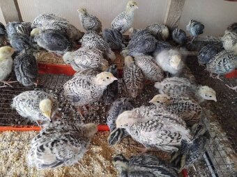 Predám japonské prepelice - 2