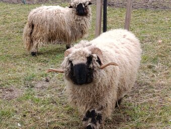 Wallis Blacknose - Walliserska ovca - 2