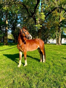 Welsh cob valach na predaj - 2