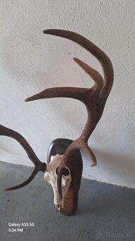 trofej,parohy - 2