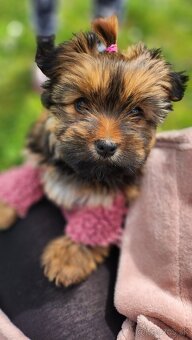 YORŠIRSKÝ TERRIER - 2