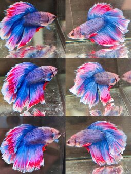 Betta Splendens - Bojovnica Pestrá. - 2