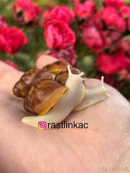 Archachatina rhodostoma Benin albino body - slimáky africké - 2