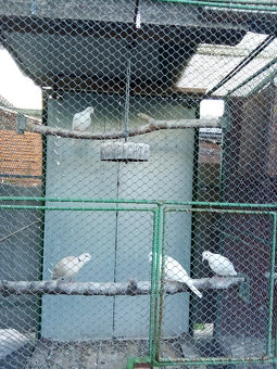 Hrdličky chichotavé- krúžkované - 2