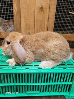 Francuzsky baran - 2