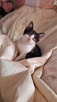 Darujem mačiatko - 2