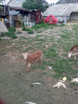 Predám Kamerunske ovce - 2