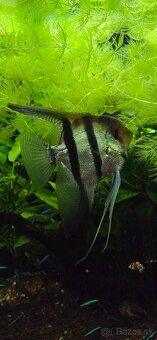 Pterophyllum scalare, Skalár amazonsky - 2