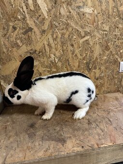 Nemecky obrovitý strakač - 2