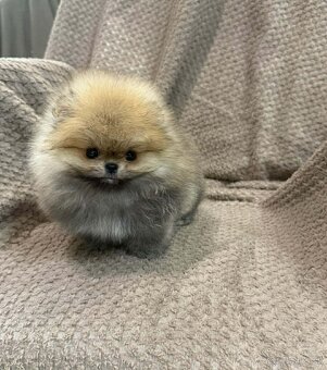 Pomeranian mini - 2