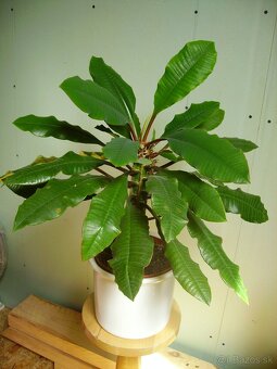 Prýštec - Euphorbia leuconeura - 2