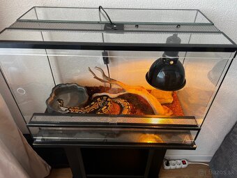 Predám pytóna kráľovského +terarium - 2