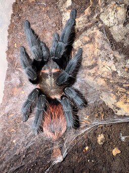 Pavúky - vtáčkare - 2