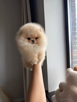 Pomeranian mini - 2