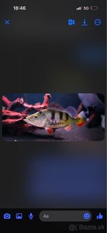Cichla - 2