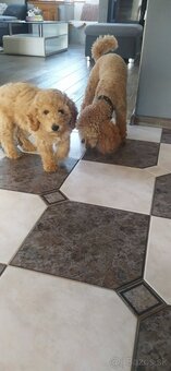 Toy pudlik - 2