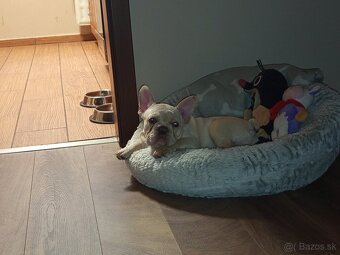 Francia bulldog/ Francuzky buldocek - 2