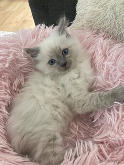 Ragdoll mačička - 2