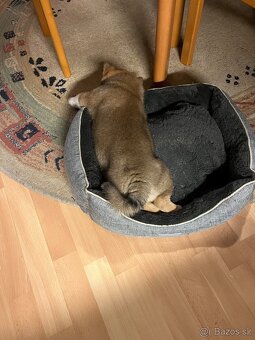 Shiba Inú s PP Fci - 2