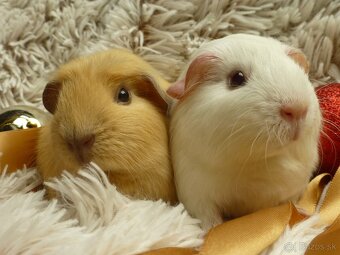 Ušľachtilé morčiatka - 2