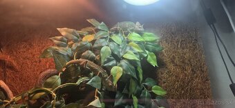 Chameleony s vybavením - 2