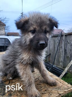 Darujem šteniatka - 2